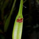 Image of Acianthera pantasmi (Rchb. fil.) Pridgeon & M. W. Chase