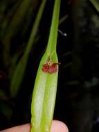 Image of Acianthera pantasmi (Rchb. fil.) Pridgeon & M. W. Chase