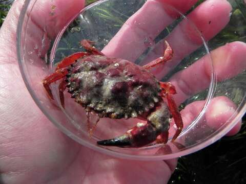 Image de Glebocarcinus oregonensis (Dana 1852)