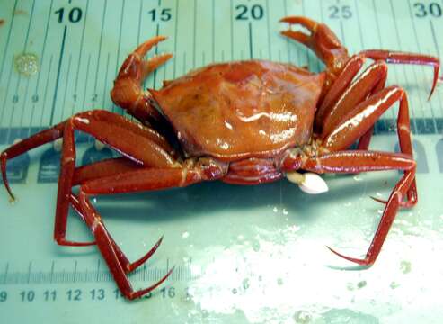 Image of red deep-sea crab