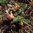 Image of Astragalus lineatus Lam.