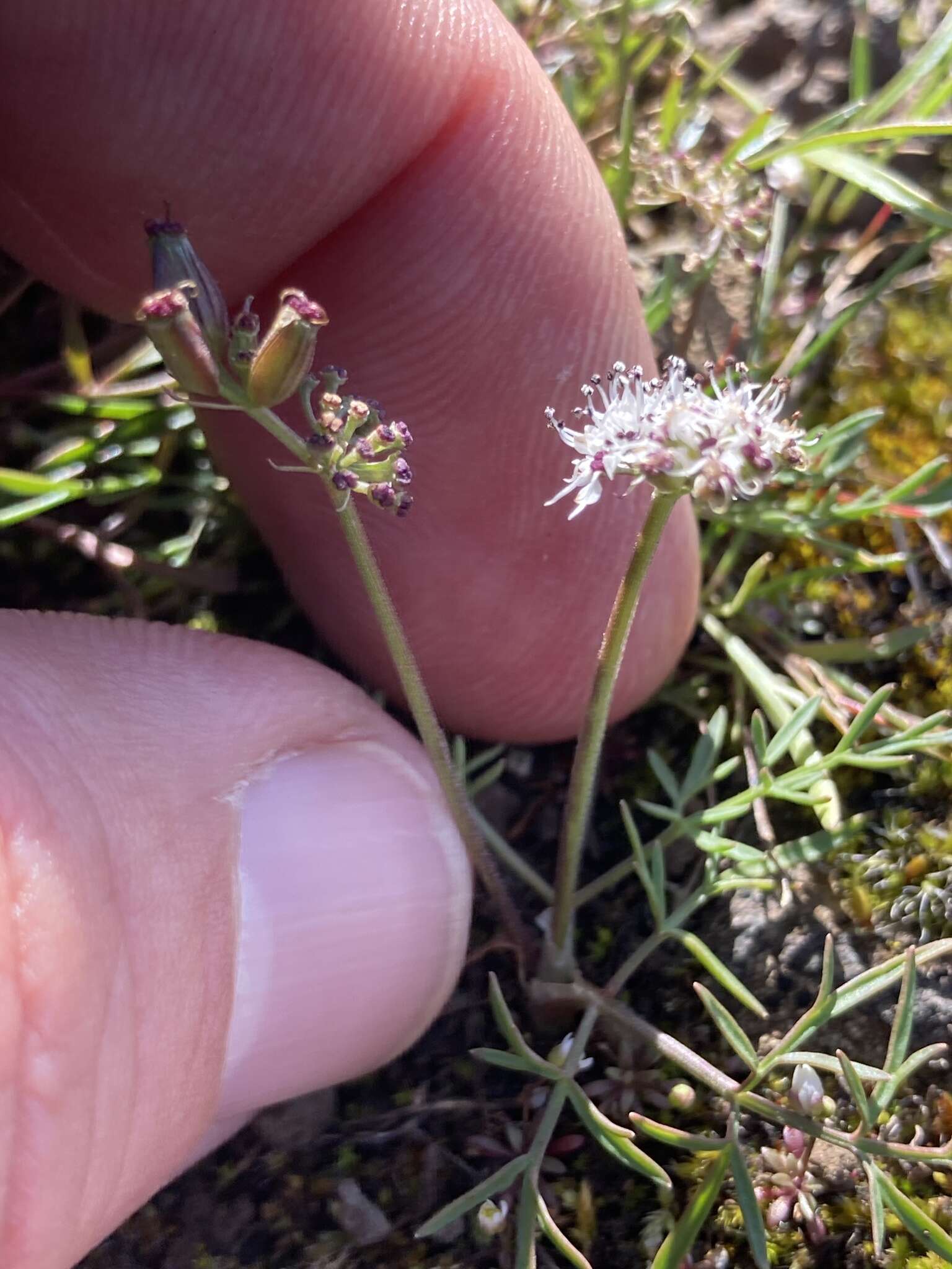 Image de Lomatium gormanii (T. J. Howell) Coult. & Rose