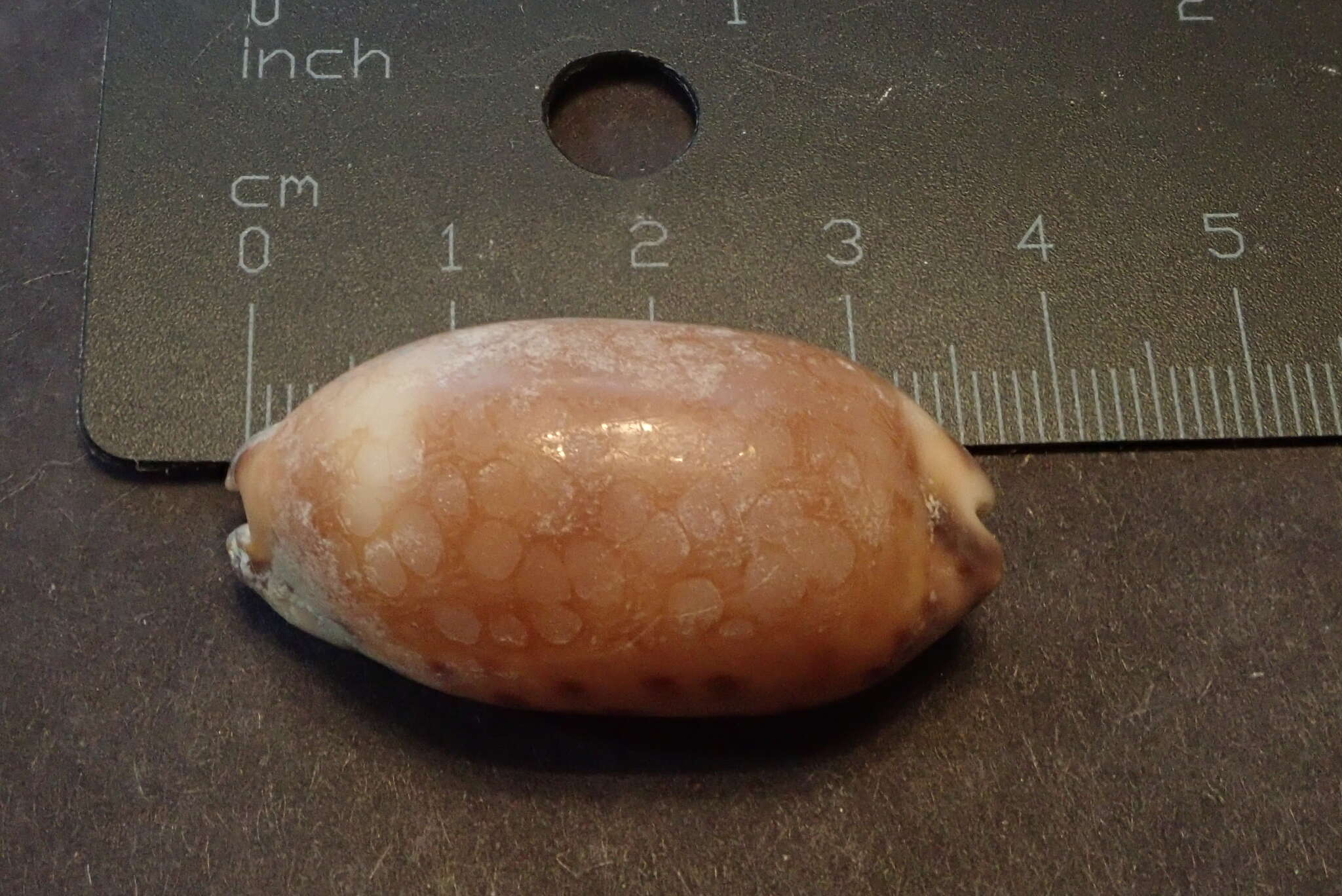 Image of jester cowrie