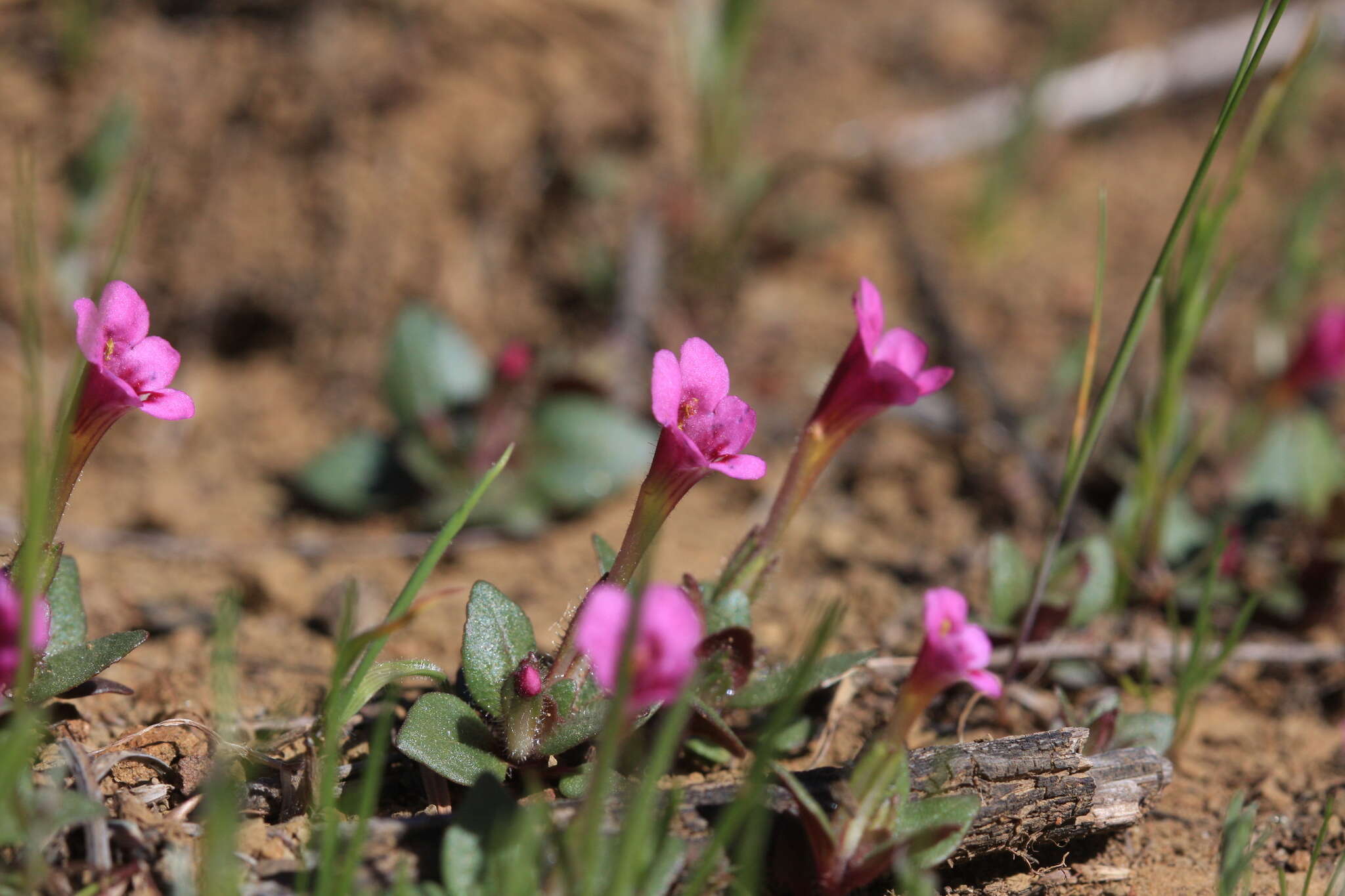 Image of Congdon's Monkey-Flower