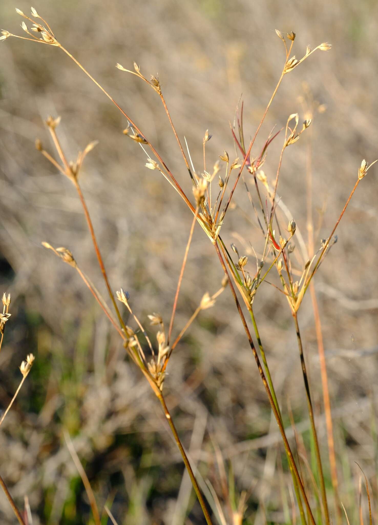 صورة Juncus capensis Thunb.