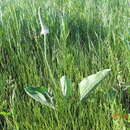 Image de Plantago maxima Juss. ex Jacq.