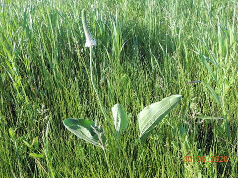 صورة Plantago maxima Juss. ex Jacq.