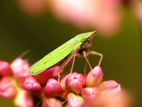 Image of Leafhopper