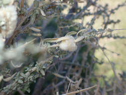 Image of Asphondylia floccosa Gagne 1986