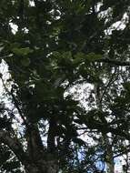 Image of Magnolia caricifragrans (Lozano) Govaerts