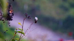 Image of Azure-crowned Hummingbird