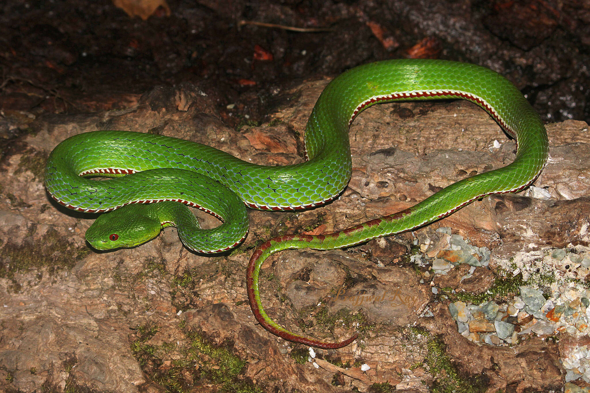 Image of Pope's pit viper