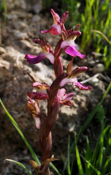 Image of Red Orchid