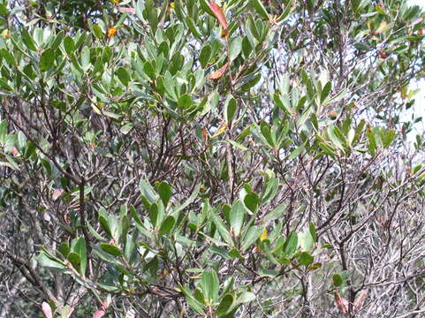 Image of Callophrys avis Chapman 1909