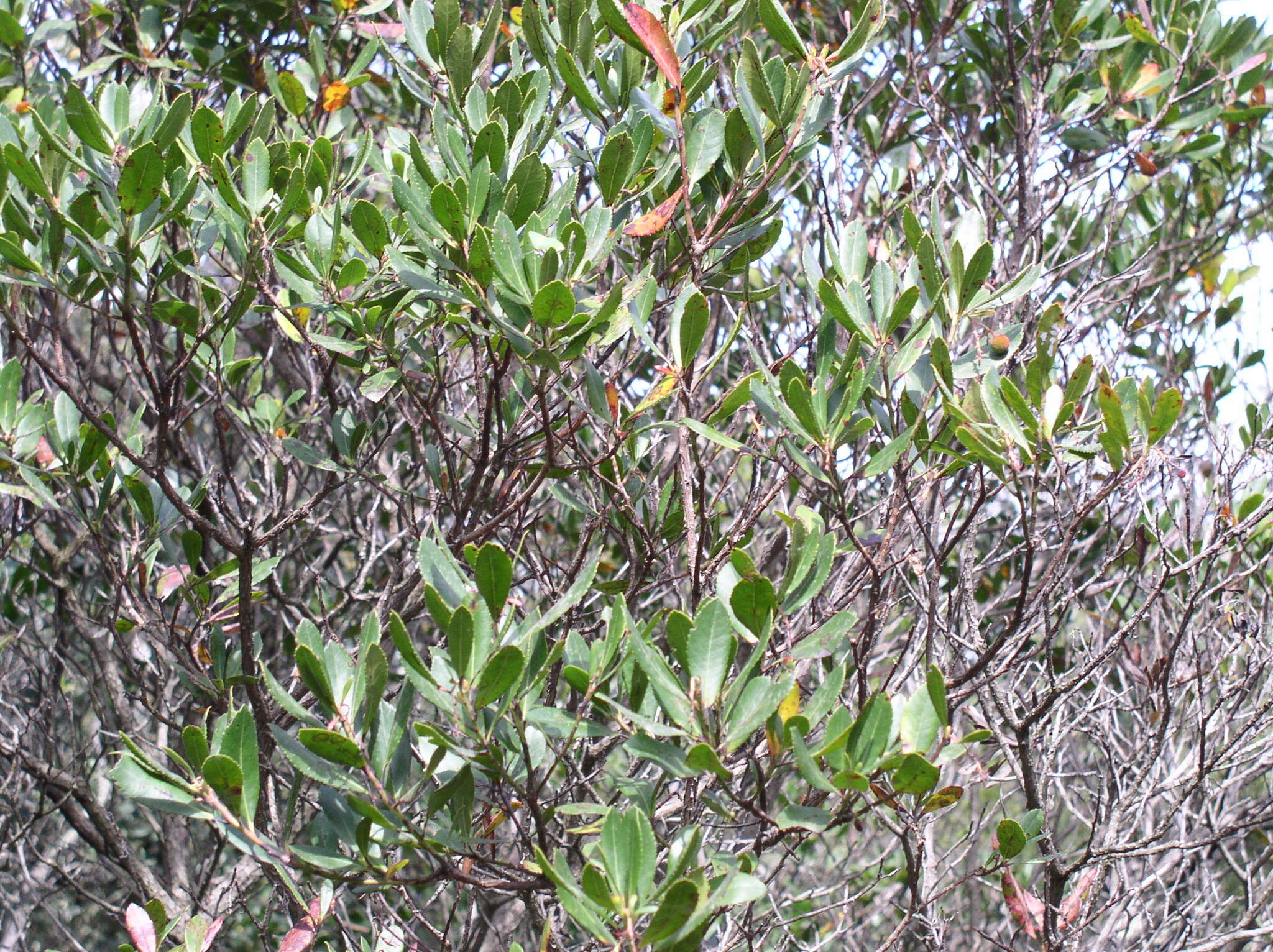 Plancia ëd Callophrys avis Chapman 1909