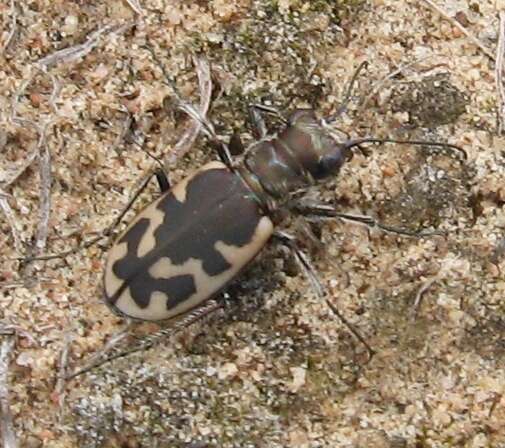 Image of Cicindela (Cicindela) formosa generosa Dejean 1831