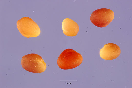 Image of burdock clover