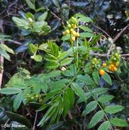 Image of Senna stipulacea (Aiton) H. S. Irwin & Barneby