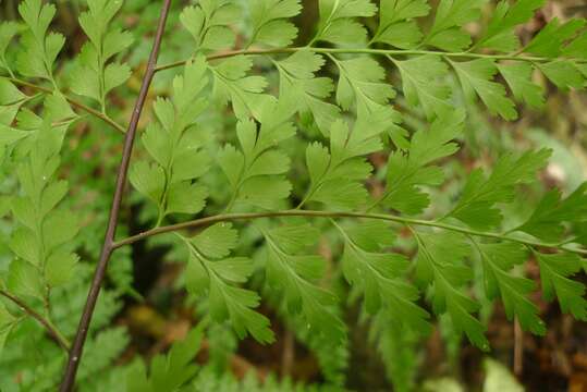 Image of Johnstone River fern