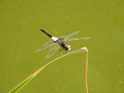 Pseudothemis zonata (Burmeister 1839) resmi