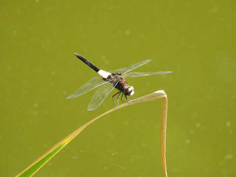 Image of Pseudothemis zonata (Burmeister 1839)