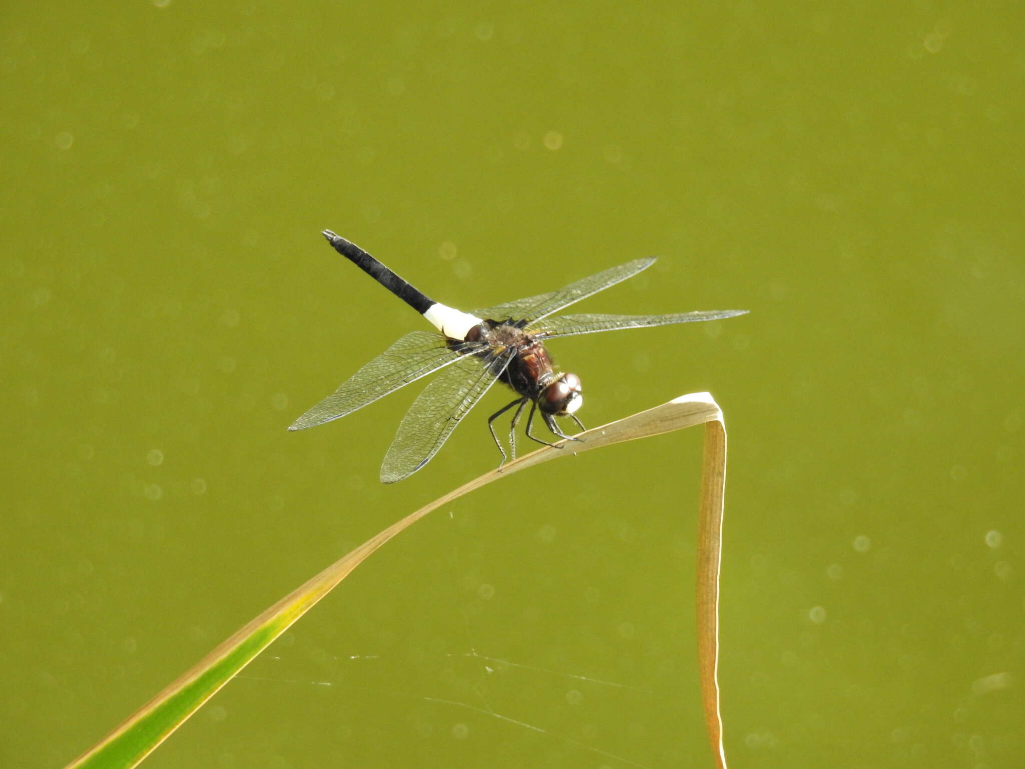 Imagem de Pseudothemis zonata (Burmeister 1839)