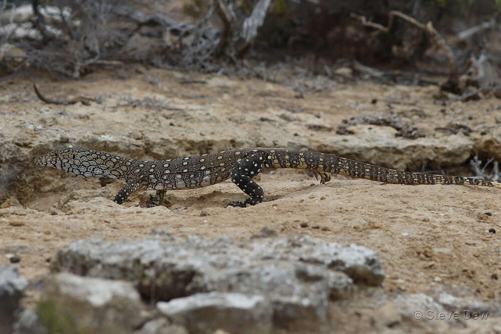 Image of Perentie