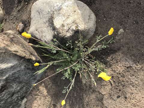 Image of tufted poppy