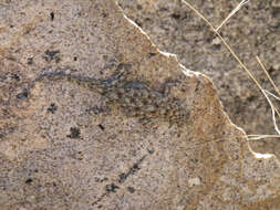 Image of Barnard’s Namib Day Gecko