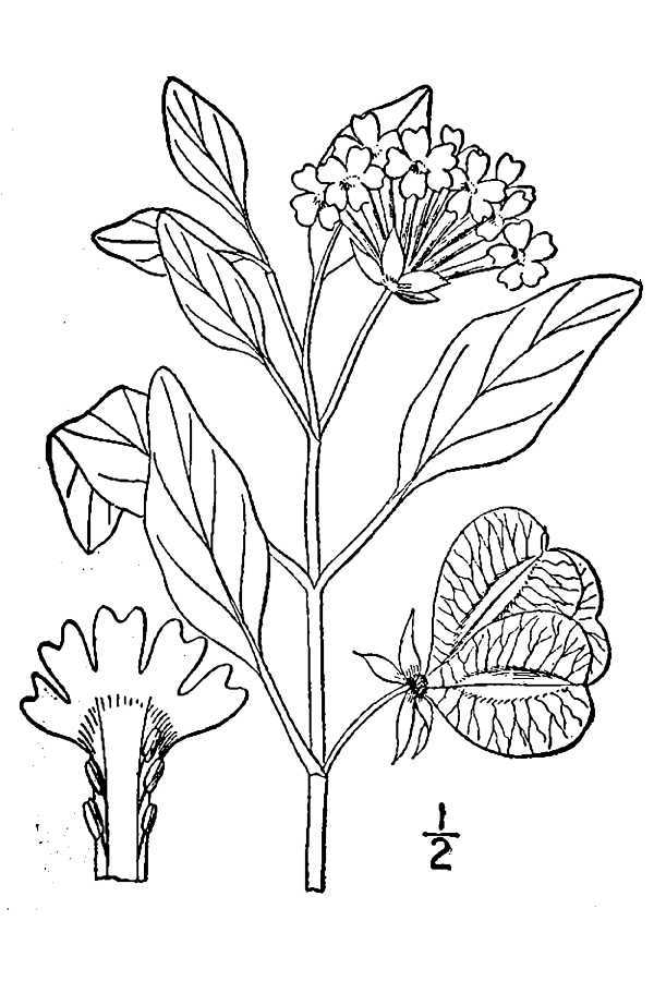Image of smallflower sandverbena