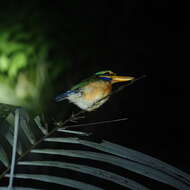 Image of Rufous collared kingfisher