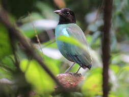 Pitta sordida mulleri (Bonaparte 1850) resmi