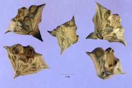 Image of Jesuit's nut