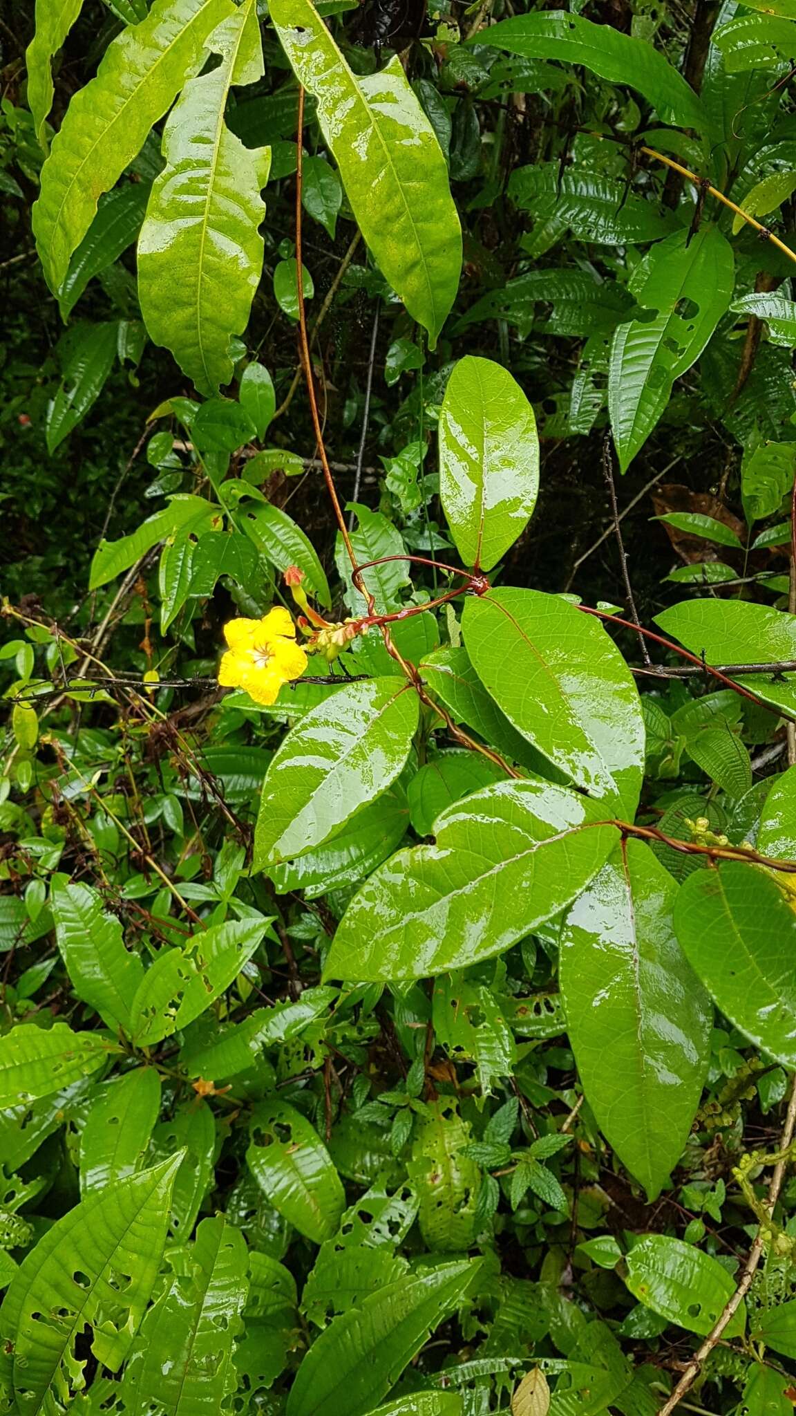 Mandevilla rugellosa (Rich.) L. Allorge-Boiteau resmi