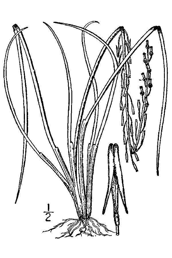 Triglochin palustris (rights holder: "<a href=""http://www.knps.org"">Kentucky Native Plant Society</a>. Scanned by <a href=""http://www.omnitekinc.com/"">Omnitek Inc</a>.")