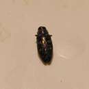 Chrysobothris solieri Gory & Laporte 1837的圖片