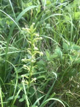 Image of Platanthera fuscescens (L.) Kraenzl.