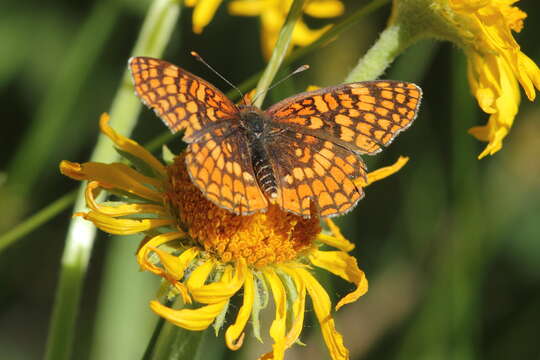 Image of Northern Checkerspot