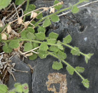 Perityle inyoensis (Ferris) A. M. Powell resmi