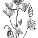 Image of Trifolium reflexum L.