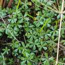 Image de Hydrocotyle muscosa R. Br. ex A. Rich.