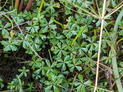 Imagem de Hydrocotyle muscosa R. Br. ex A. Rich.