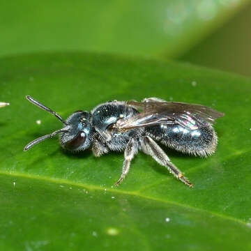 Lasioglossum coeruleum (Robertson 1893) resmi