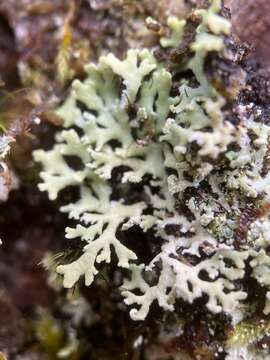 Image of Blue Ridge shield lichen