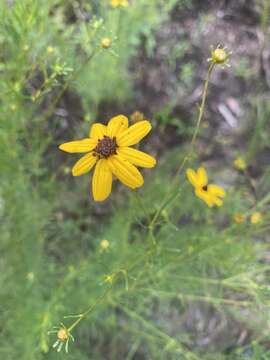 Image of woodland tickseed