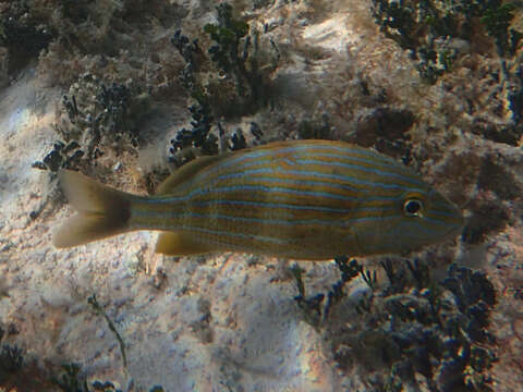 Image of Bluestriped Grunt