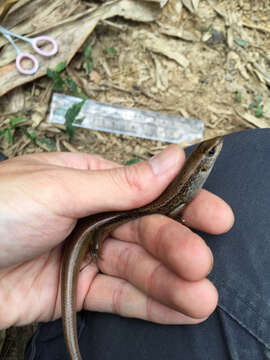 Image of Indian Forest Skink