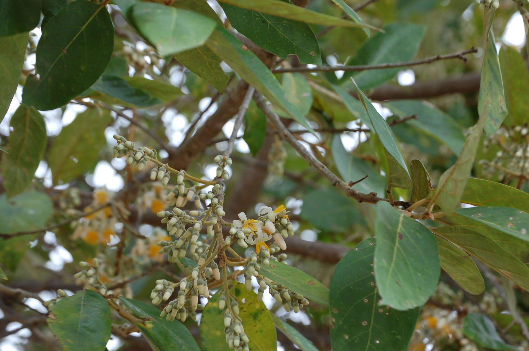 Image of Styrax argenteus Presl