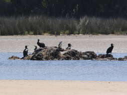 Image of Dwarf cormorants