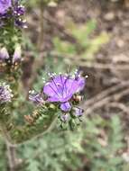 Image of Pope's phacelia